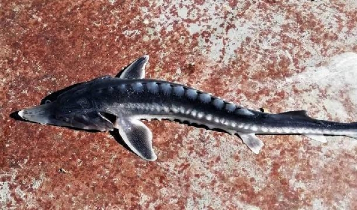 Keban Baraj Gölü’nde balıkçıların ağına Sibirya Mersin balığı takıldı