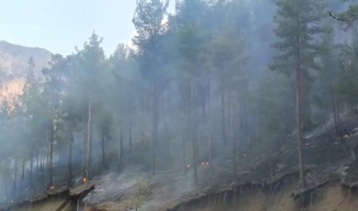 Adana’da çıkan orman yangını kontrol altında