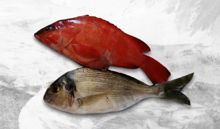 Akdeniz tropikalleşiyor: Kırmızı lagos balığı Antalya'da görüldü