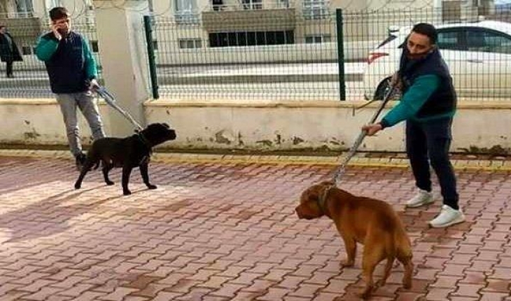 Gaziantep’te pitbull cinsi köpeklerin çocuğa saldırmasına ilişkin 3 kişi tutuklandı