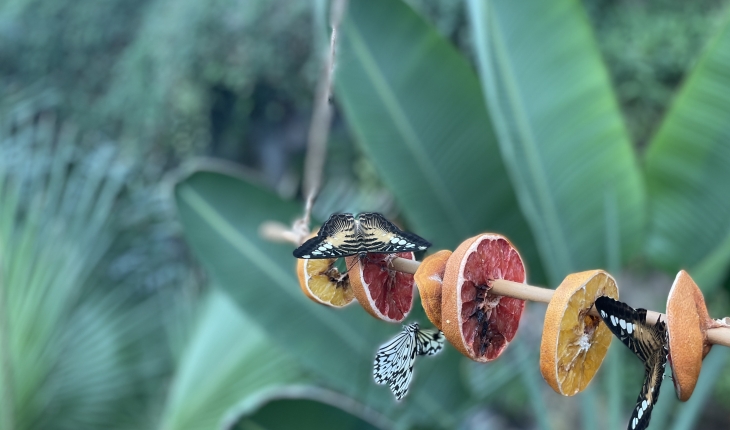 Dondurucu soğuklarda Tropikal Kelebek Bahçesi ziyaretçisinin içini ısıtıyor