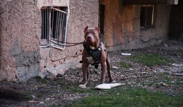 Statista: Yılda 35 bin kişi köpek saldırılarında hayatını kaybediyor