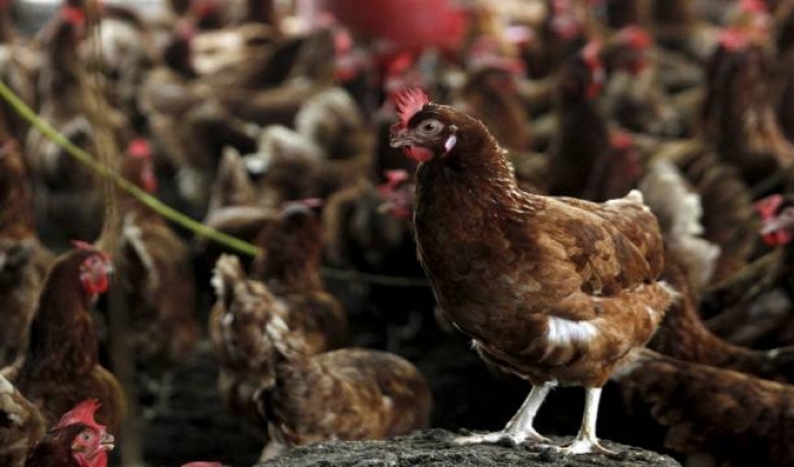 Bulgaristan'da kuş gribi endişesi: 39 bin tavuk itlaf ediliyor