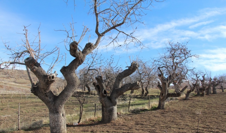 Ürün veren asırlık menengiç ağaçları koruma altına alındı