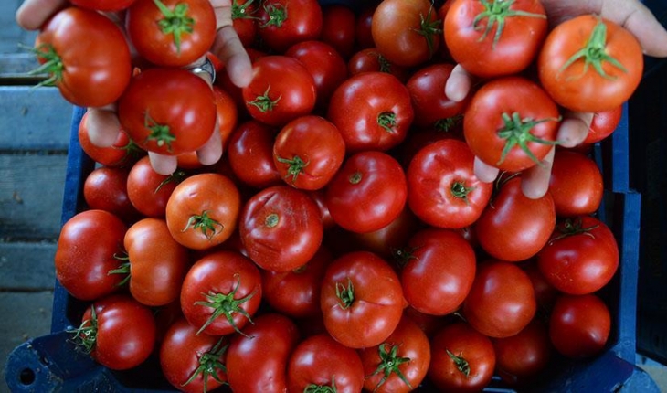 Rusya, Türkiye’den ithal edilen domates kotasını artırmaya hazırlanıyor