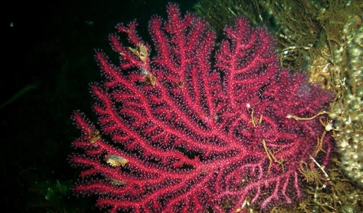 Müsilaj, mercan ve sünger popülasyonunu olumsuz etkiledi