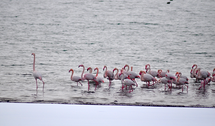Sulak alanlar donunca İvriz Barajı bu yıl da flamingoları misafir etti