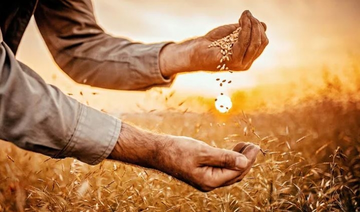 TMO’dan buğdaya zam: Ekmek fiyatlarına yansıması bekleniyor