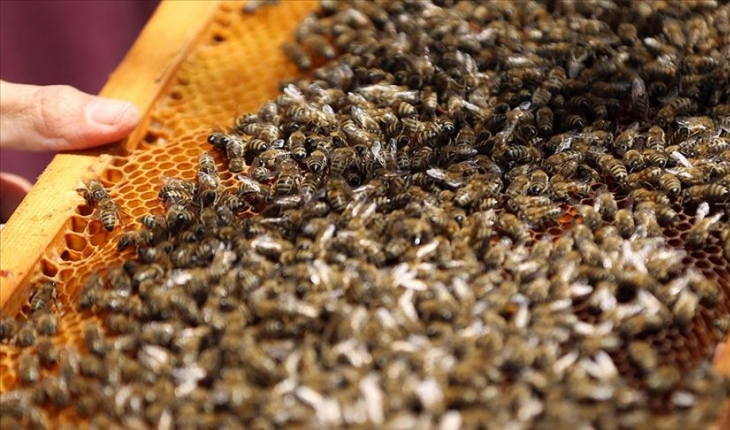 Hırvatistan'da arı ölümleri