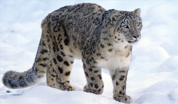 Everest çevresinde 100'ü aşkın kar leoparının yaşadığı tahmin ediliyor