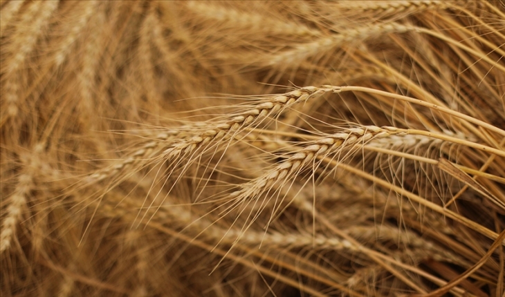 Uygun fiyattan buğday satışı devam edecek