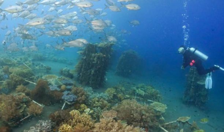 Endonezya'daki mercan resiflerinde mikrofonlu takip