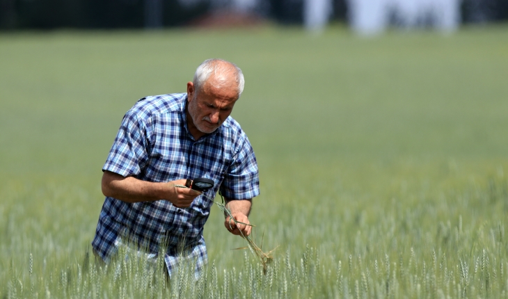 Buğday ve arpa alım fiyatları Konya Ovası’ndaki üreticileri sevindirdi
