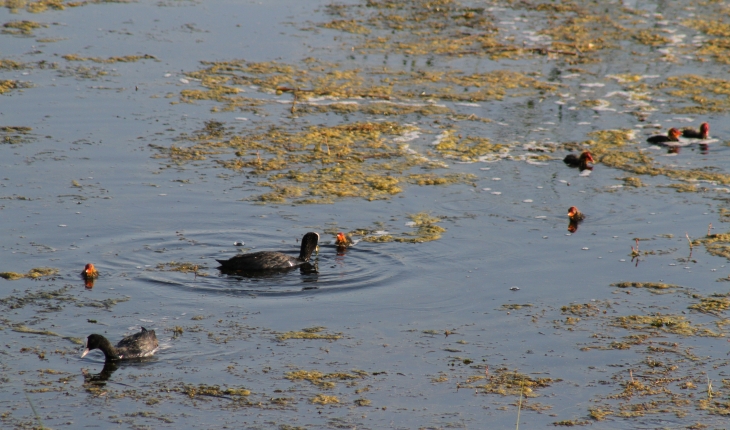 Beyşehir Gölü'nde yavru su kuşları ilgi çekiyor