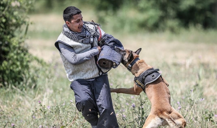 TSK’nın ’cesur keşif köpekleri’ Bursa’da yetiştiriliyor