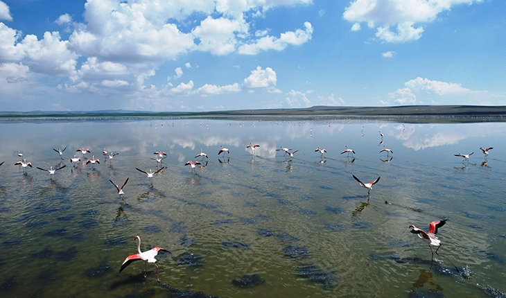Düden Gölü’ndeki flamingolardan görsel şölen