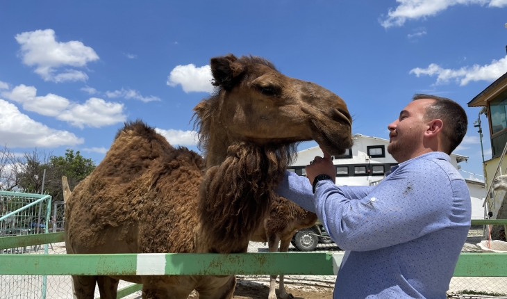 Konyalı besici çiftliğinde hobi amaçlı deve besliyor