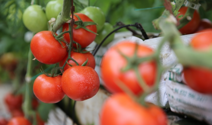 Türkiye'den yılın 6 ayında 247 milyon 998 bin dolarlık domates ihracatı