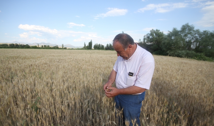 Beyşehir’de hasat öncesi çiftçi buğday rekoltesinden umutlu