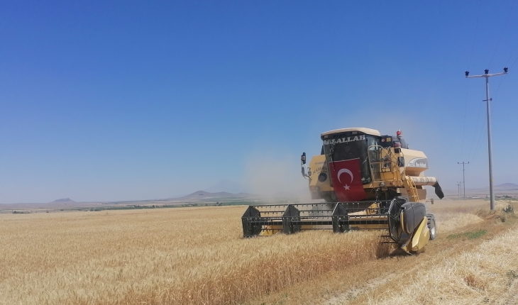 Konya’da sertifikalı organik tohumla ekim yapılan buğday tarlasında hasat yapıldı