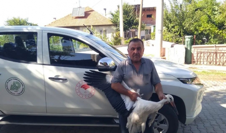 Beyşehir’de yaralı bulunan leylek koruma altına alındı