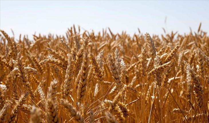 Tohumluk buğday, arpa ve tritikale fiyatları açıklandı
