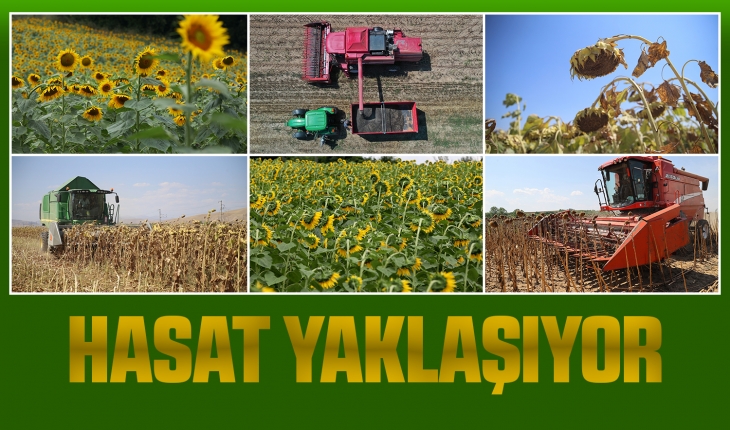 Soylu çiftçileri uyardı: Konya’da Karadrina’ya dikkat!