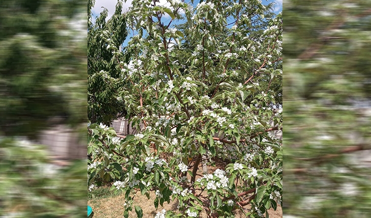 Kulu’da dalında meyvesi olan elma ağacı çiçek açtı