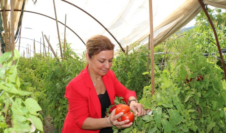 Safranbolu’nun coğrafi işaretli domatesi “maniye“nin hasadı başladı