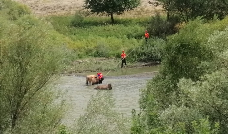 Nehirdeki çamura batan iki ineği AFAD kurtardı