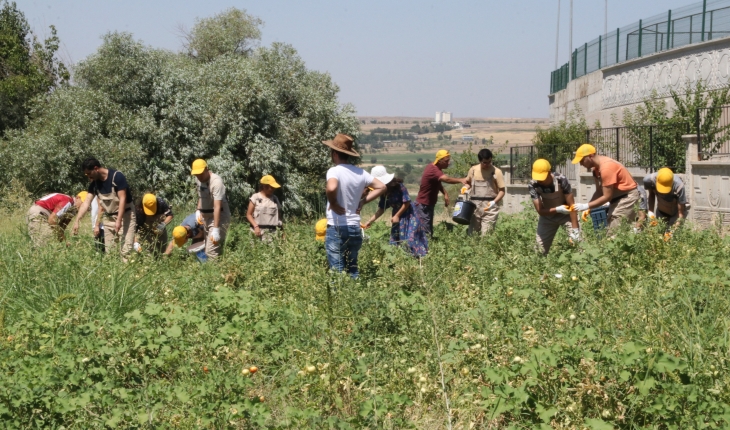 Diyarbakır'da okula gelir kazandıracak tarımsal üretimde hasat zamanı 