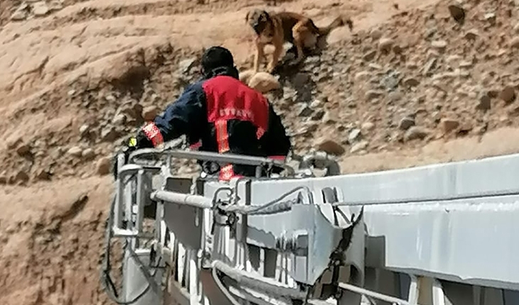 Dağ yamacında mahsur kalan köpeği itfaiye kurtardı