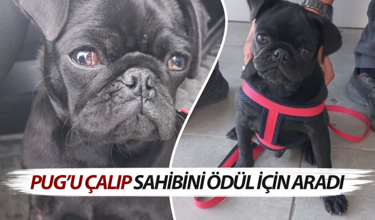 Konya’da ödüllü ’pug’ köpeği çalıp sahibiyle irtibata geçti! Polisten kaçamadı