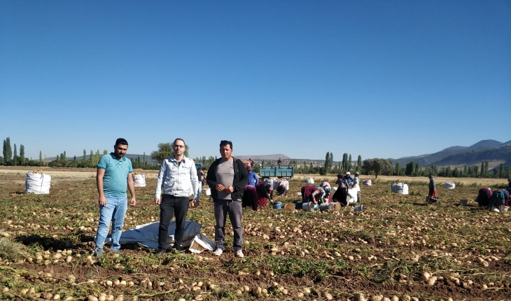Beyşehir'de cipslik patates hasat mesaisi başladı