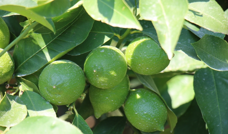 Mersin'de erkenci limonun hasadı başladı