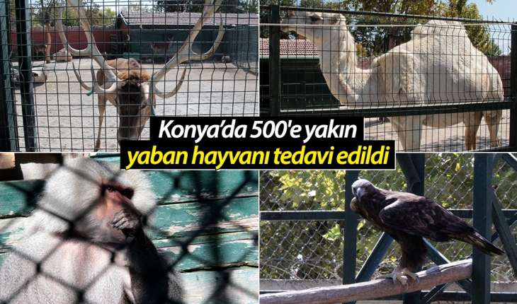 Konya’daki merkezde 9 ayda 500’e yakın yaban hayvanı tedavi edildi