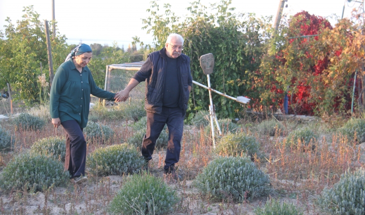 Emekliliğinden sonra ata topraklarına lavanta bahçesi kurdu