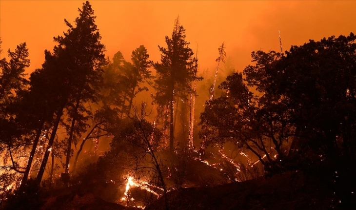 Çıkan yangında 2 dönüm ormanlık alan zarar gördü