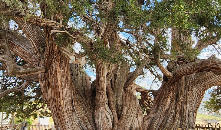 Anıt ardıç ağacı tarihe tanıklık ediyor