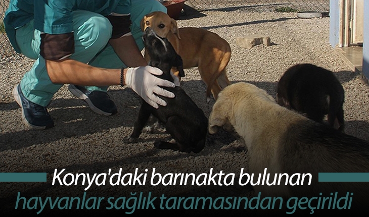 Konya’daki barınakta bulunan hayvanlar sağlık taramasından geçirildi