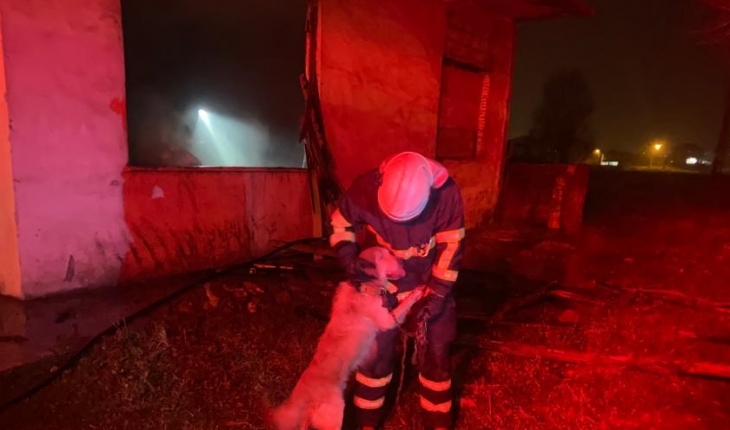 Yangından kurtarılan köpek itfaiye personeline sevgi gösterisinde bulundu