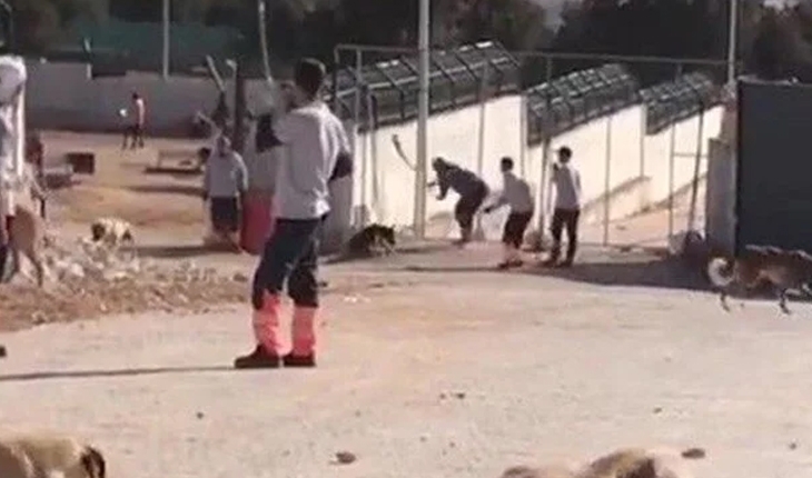 Konya’da barınaktaki köpek katliamında istenen ceza belli oldu