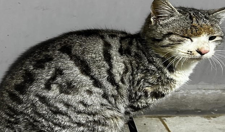 Hasta kedi Akşehir Belediyesi tarafından iyileştirildi   