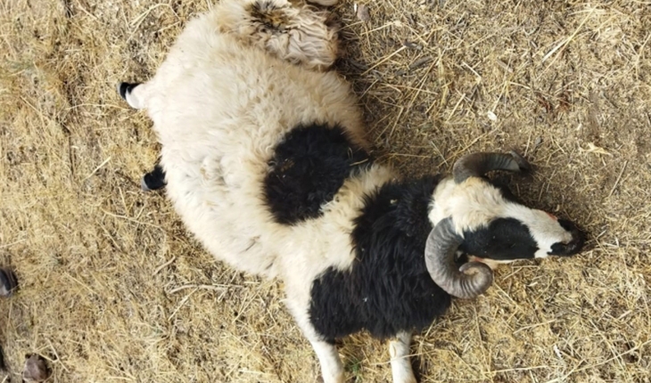 Konya'da sahipsiz köpekler 8 koyunu telef etti