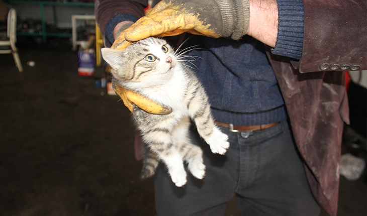 Konya’da otomobilin motor kısmına giren kedi kurtarıldı