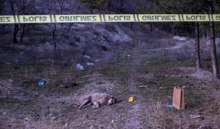 Tüfekle vurulmuş 4 köpek ölüsü bulundu