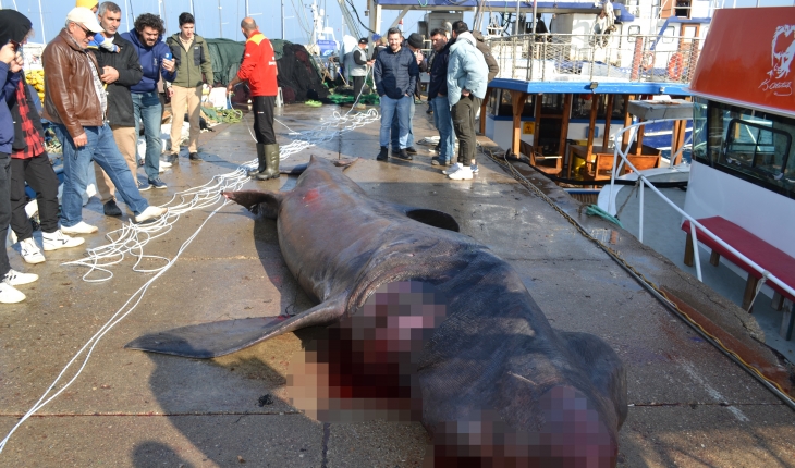 7,5 Metrelik ölü köpek balığı ağlara takıldı