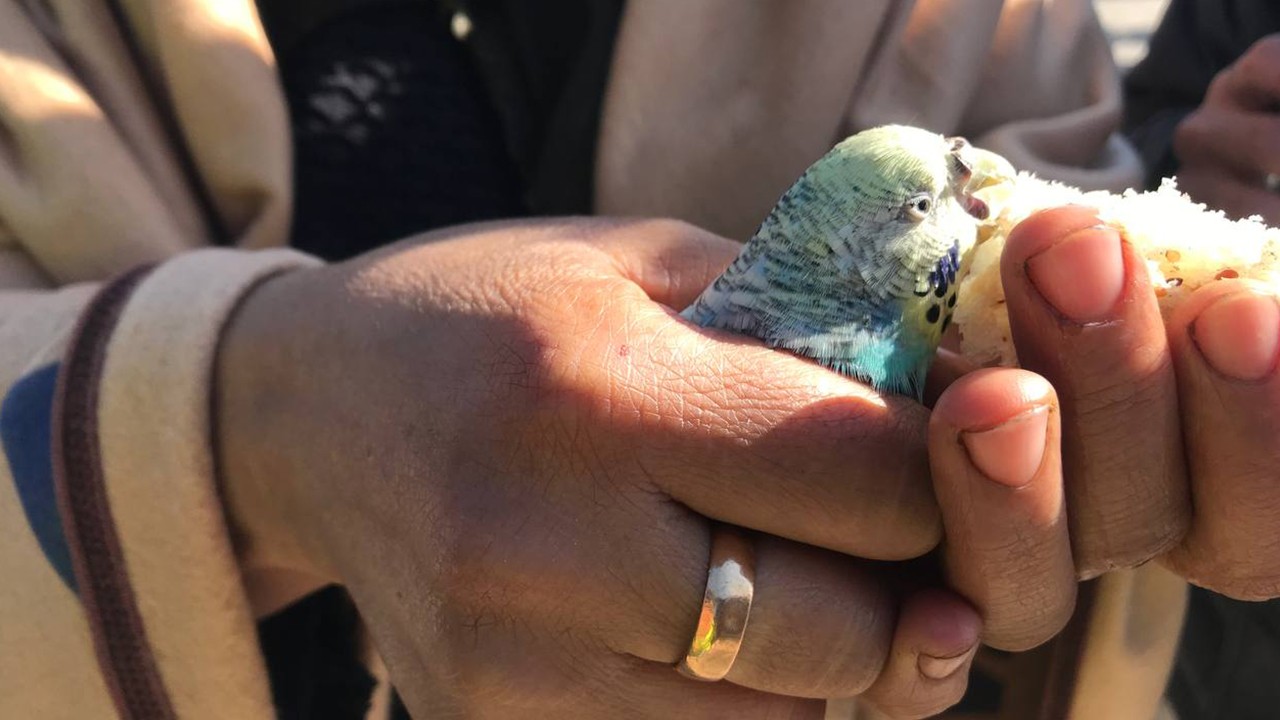 Küçük Berat, 55 saat sonra enkazdan elinde tuttuğu muhabbet kuşuyla çıkarıldı
