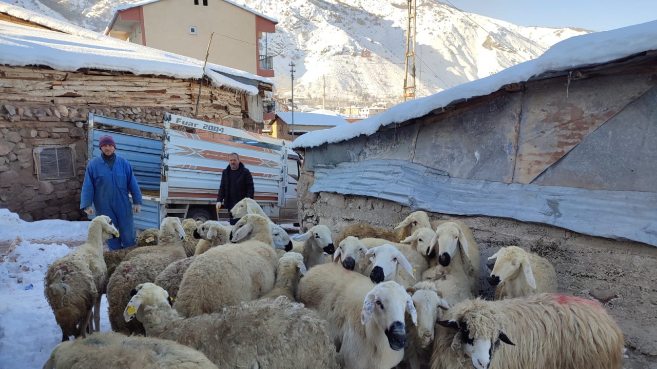 Bir araya gelen besiciler depremzedeler için 22 koyun bağışladı