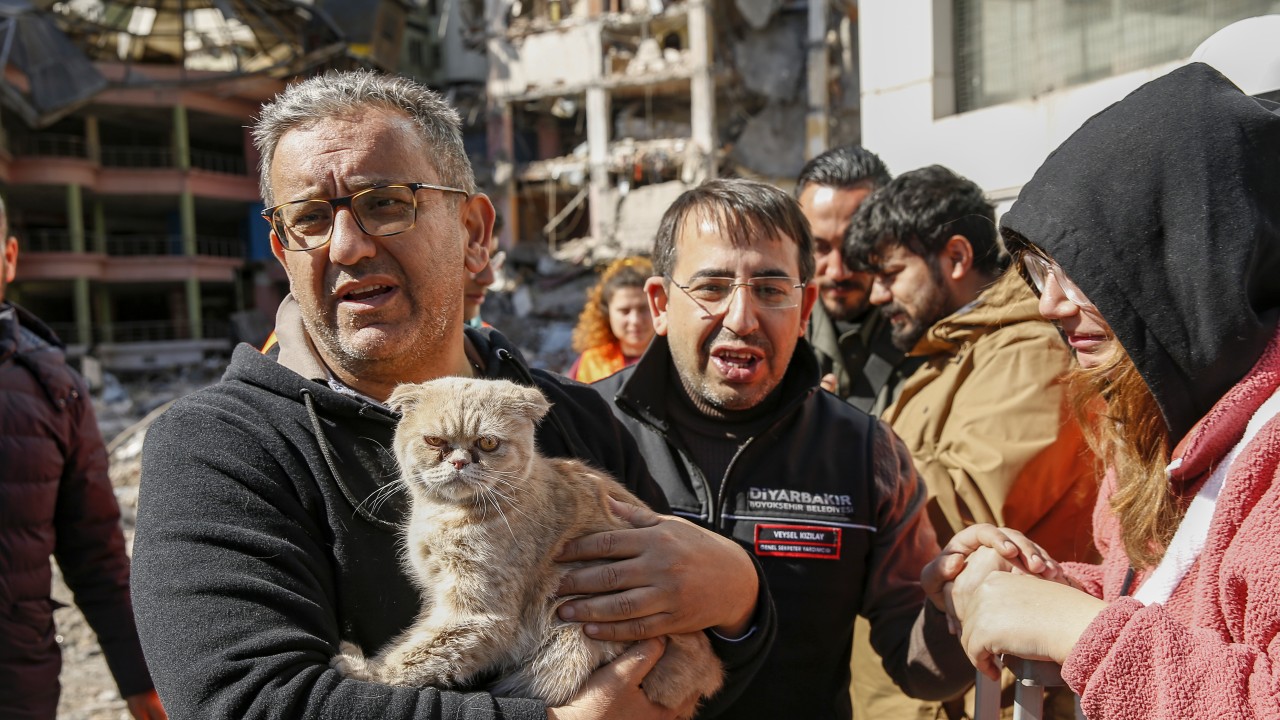 Ağır hasarlı siteden kurtarılan kedi sayısı 13'e ulaştı